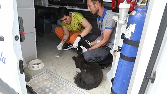 Belediye, Sokak Hayvanları İçin Çalışmaya Devam Ediyor