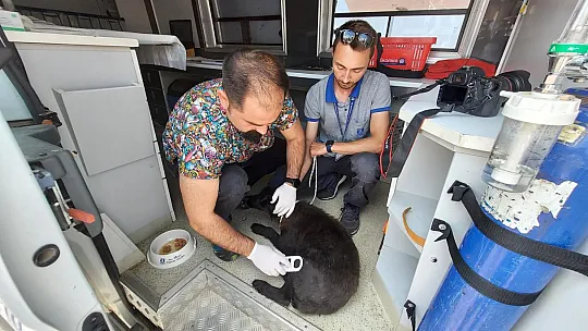 Belediye, Sokak Hayvanları İçin Çalışmaya Devam Ediyor