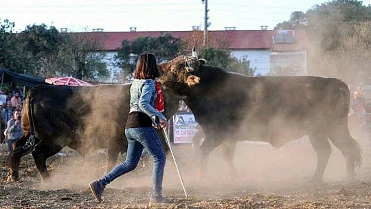 Elleri ojeli hanımağa boğalarından vazgeçemiyor