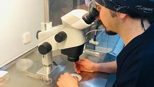 Embriyolar laboratuvar ortamında 16-19 günlük aşamaya kadar geliştirildi