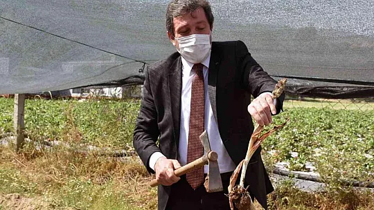 Endemik türlerden Muğla ekonomisine 62 milyon TL katkı