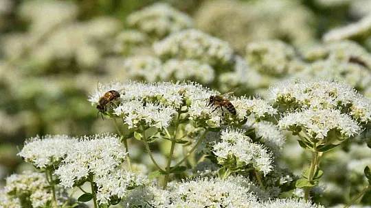 Endemik türlerden Muğla ekonomisine 62 milyon TL katkı