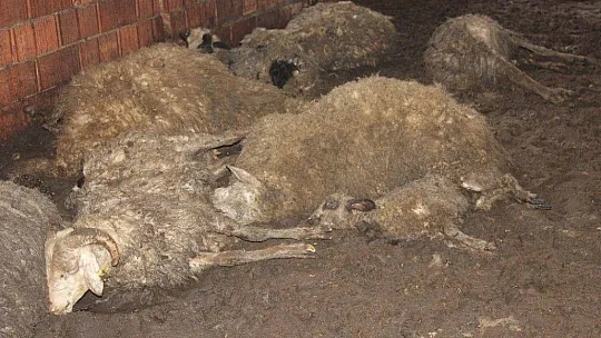 Esen ailesi yılın son günü dehşeti yaşadı
