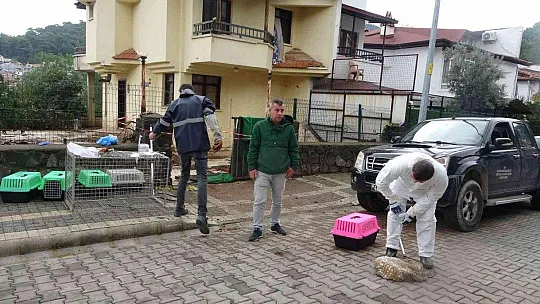 EV DEĞİL HAYVAN MEZARLIĞI