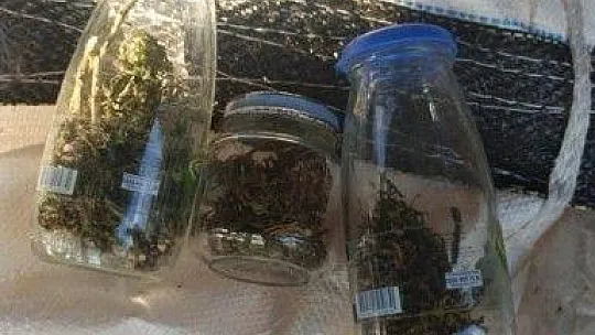 Evden, bahçeden ve traktörden esrar çıktı
