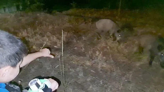 Evlerinin bahçesine gelen domuzları beslediler