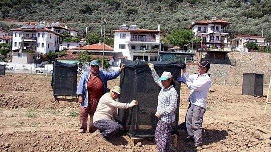 Fenerbahçe Yönetim Kurulu Üyesi Şahin, avokado üretmek için toprağa yöneldi