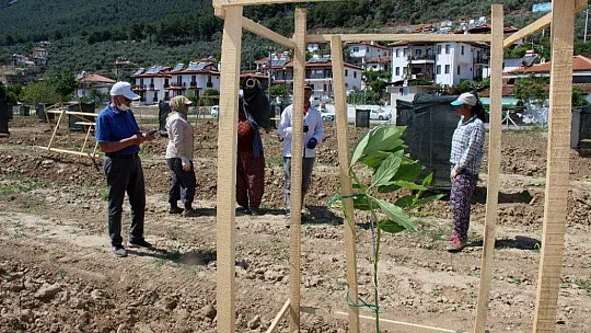 Fenerbahçe Yönetim Kurulu Üyesi Şahin, avokado üretmek için toprağa yöneldi