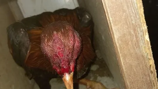 Fethiye'de horoz dövüşü operasyonu: 8 kişi yakalandı