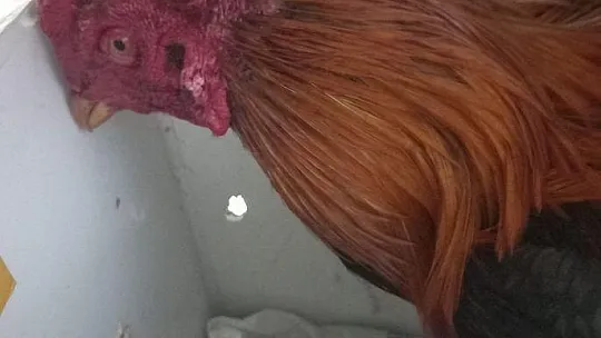 Fethiye'de horoz dövüşü operasyonu: 8 kişi yakalandı