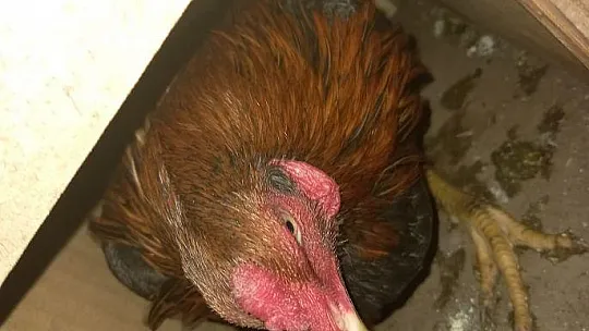 Fethiye'de horoz dövüşü operasyonu: 8 kişi yakalandı