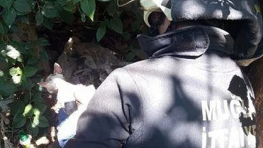 Fethiye'de kafası demir boruya sıkışan yavru kedi kurtarıldı