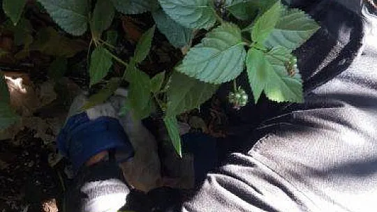 Fethiye'de kafası demir boruya sıkışan yavru kedi kurtarıldı