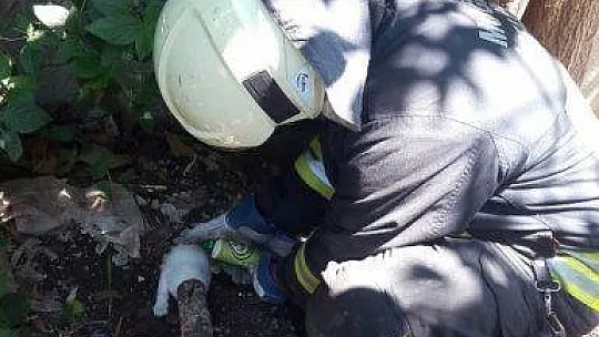Fethiye'de kafası demir boruya sıkışan yavru kedi kurtarıldı