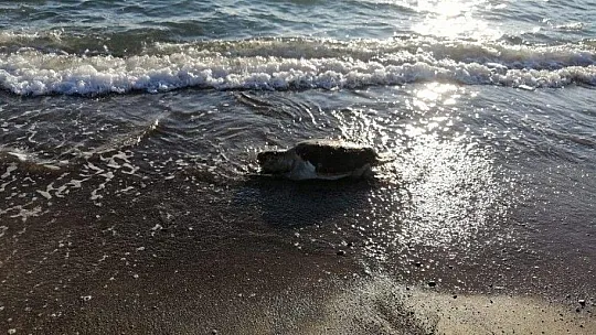 Fethiye'de ölü caretta caretta bulundu