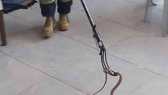Fethiye'de yılan paniği