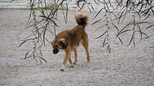 FETHİYE'NİN SOKAK KÖPEKLERİNİ AVRUPA KAPIŞIYOR
