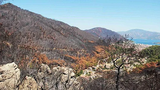 Fidan dikim seferberliği 11 Kasım'da