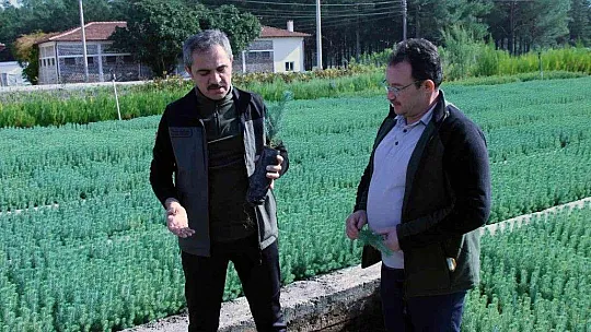 Fidan dikim seferberliği 11 Kasım'da