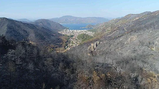 Fidan dikim seferberliği 11 Kasım'da