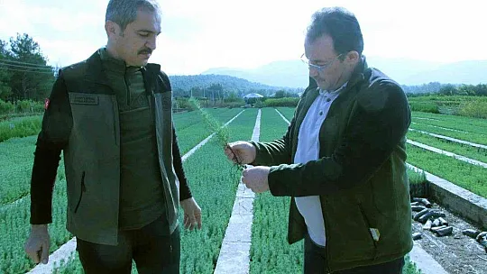 Fidan dikim seferberliği 11 Kasım'da