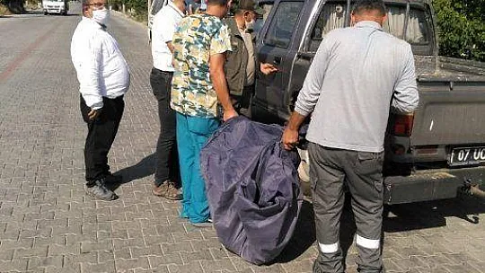 Firari maymunu yakalamak için ekipler seferber oldu
