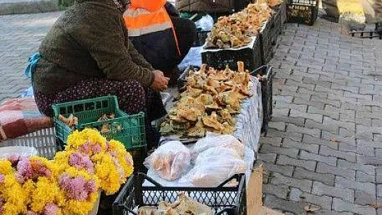 Fiyatını duyan ormana koştu, uzmanı uyardı