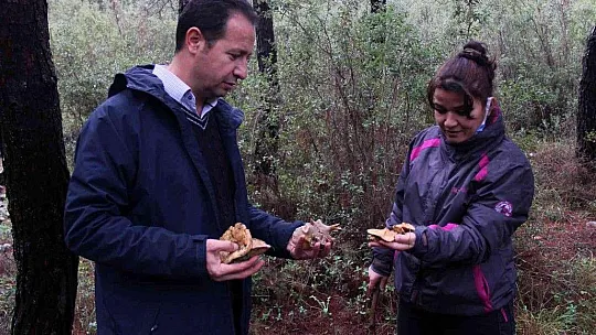 Fiyatını duyan ormana koştu, uzmanı uyardı