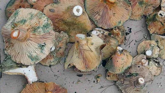 Fiyatını duyan ormana koştu, uzmanı uyardı