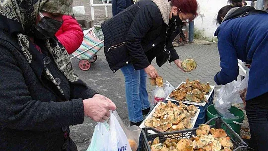 Fiyatını duyan ormana koştu, uzmanı uyardı