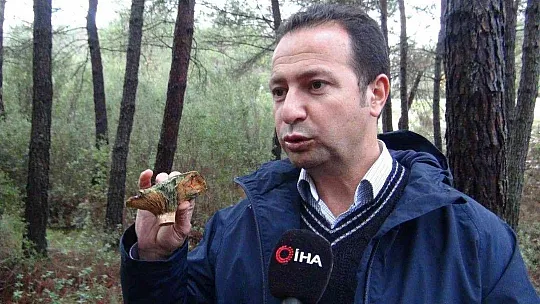 Fiyatını duyan ormana koştu, uzmanı uyardı