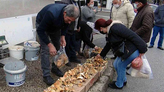 Fiyatını duyan ormana koştu, uzmanı uyardı