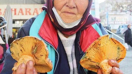 Fiyatını duyan ormana koştu, uzmanı uyardı