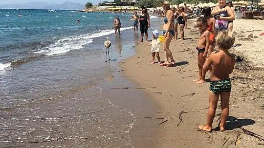 Flamingo'yu sahilde görenler şok oldu