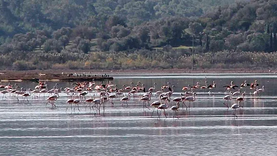 Flamingolar akın akın kışlık yuvalarına geliyor