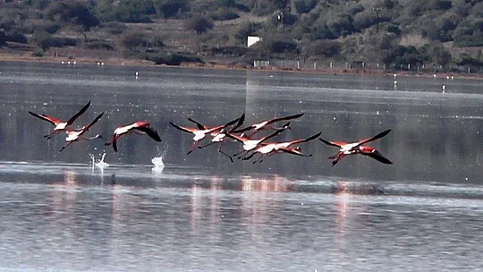 Flamingolar akın akın kışlık yuvalarına geliyor