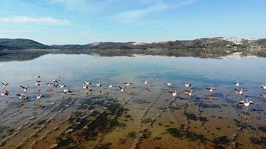 Flamingolar akın akın kışlık yuvalarına geliyor