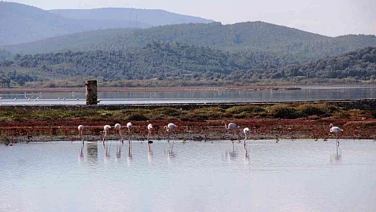 Flamingolar akın akın kışlık yuvalarına geliyor