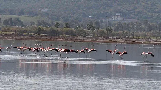 Flamingolar akın akın kışlık yuvalarına geliyor