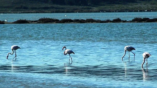 Flamingolar Bodrum'a çok erken geldi
