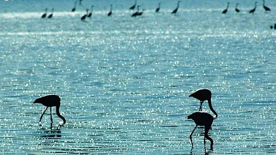 Flamingolar Bodrum'a çok erken geldi