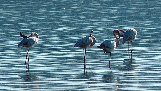 Flamingolar Bodrum'a çok erken geldi