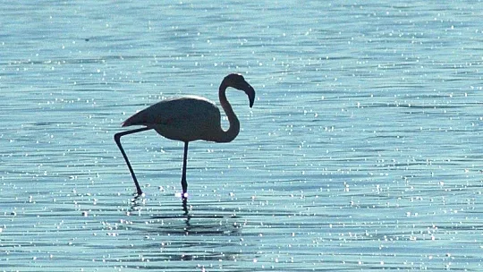 Flamingolar Bodrum'a çok erken geldi