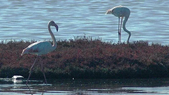 Flamingolar Bodrum'a çok erken geldi
