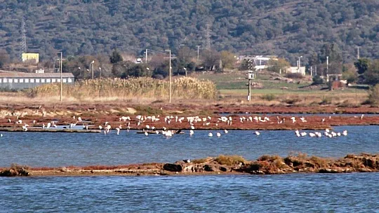 Flamingolar Bodrum'a çok erken geldi