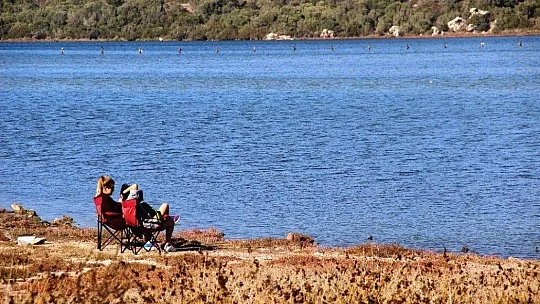 Flamingolar Bodrum'a çok erken geldi