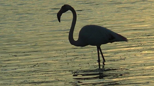 Flamingolar tuzla sulak alanına akın etti
