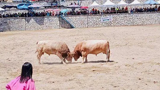 GENÇ KIZIN BOĞA SEVGİSİ ŞAŞIRTIYOR