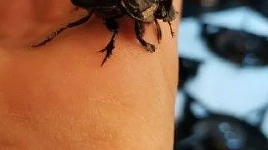 Gergedan böceği evinden çıktı