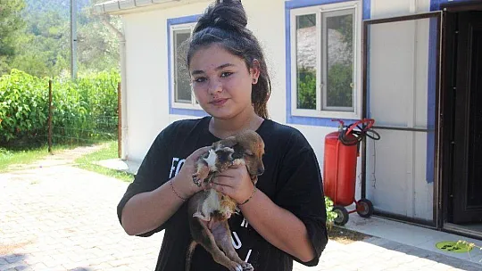 Gine domuzuyla yavru köpeğin dostluğu görenleri şaşırtıyor